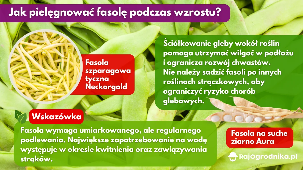 Jak pielęgnować fasolę podczas wzrostu blog sklep rajogrodnika